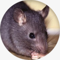 Rato de forro (Rattus rattus)